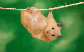 Hamster Rodent 07935