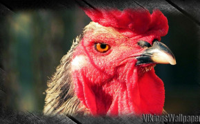 Rooster Background Wallpaper 78638