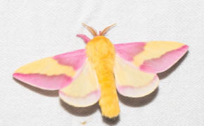 Rosy Maple Moth HD Wallpaper 78712