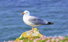 Seagull Background Wallpapers 79166