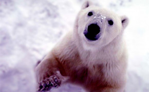 Polar Bear HD Desktop Wallpaper 75561