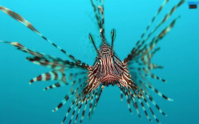Lionfish HD Wallpapers 77793