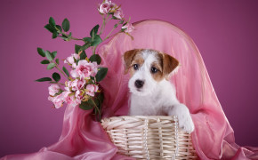 Sealyham Terrier Wallpaper 4300x2788 82428