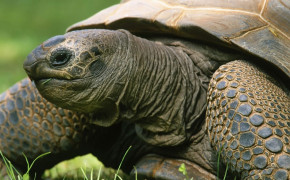 Aldabra Giant Tortoise HD Desktop Wallpaper 73514