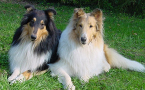 Rough Collie Wallpapers Full HD 78749