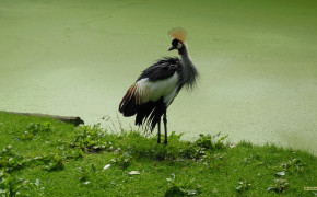 Grey Crowned Crane Background HD Wallpapers 76305