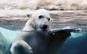 Polar Bear Swimming Background Wallpaper 08047
