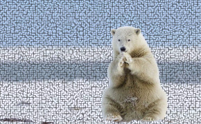 White Polar Bear Wallpaper 1920x1080 82019