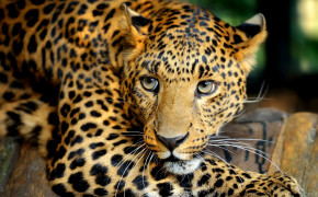 Leopard Background HD Wallpapers 77653