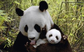 Baby Panda Wallpaper HD 07609