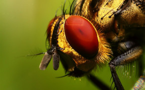 Insect Best HD Wallpaper 77023