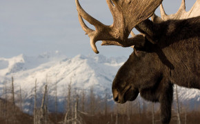 Moose Background Wallpapers 75195