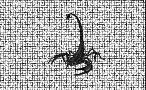 Scorpion Animal HD Desktop Wallpaper 75760