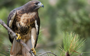 Red Tailed Hawk Wallpapers Full HD 78433