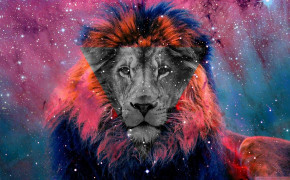 Rainbow Lion Background Wallpaper 78057