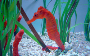 Seahorse HD Wallpapers 79192