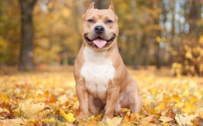 Pit Bull Background HD Wallpapers 75445