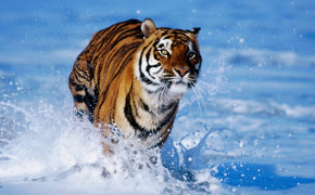 Running Tiger Pictures 08087