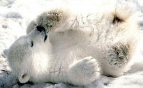 Snow Polar Bear Wallpaper 1920x1200 81667