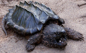 Alligator Snapping Turtle HD Wallpaper 73553