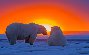 Ice Polar Bear Wallpaper 2560x1440 81121
