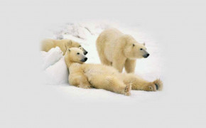 Polar Bear High Definition Wallpaper 75564