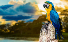Macaw HD Wallpapers 74670