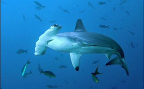 Hammerhead Shark Widescreen Wallpaper 76518