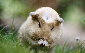 Guinea Pig Background Wallpapers 76435