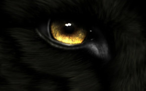 Animal Eye Desktop HD Wallpaper 73829