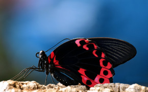 Swallowtail Butterfly Background HD Wallpapers 80233