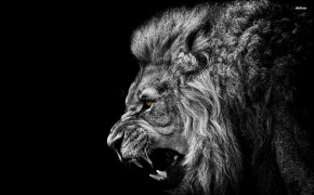 Black Lion Background HD Wallpapers 76092