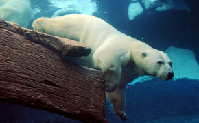 Polar Bear Swimming Wallpaper HD 08051