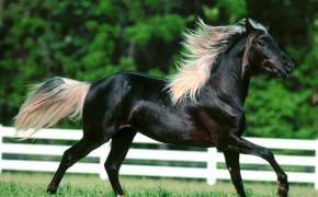 Arabian Horse 07571