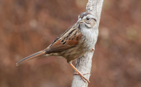 Swamp Sparrow Background HD Wallpapers 80248