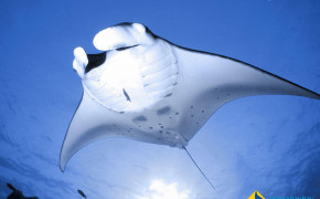 Manta Ray Background Wallpapers 74923