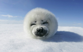 Seal Background HD Wallpapers 79198