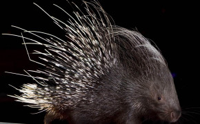 Porcupine Background Wallpapers 75611