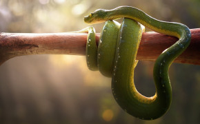 Smooth Green Snake HD Background Wallpaper 79622