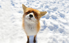 Red Fox Forest Widescreen Wallpapers 08080