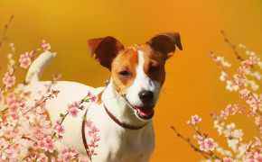 Jack Russell Terrier Widescreen Wallpapers 77106
