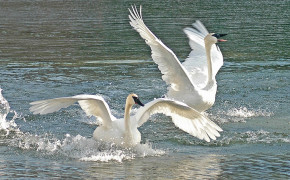 Mute Swan Best HD Wallpaper 75336