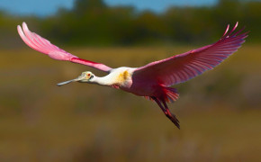 Spoonbill Background Wallpapers 79845