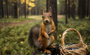 Squirrel HD Wallpapers 79918