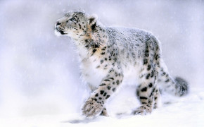 Snow Leopard Wallpaper HD 79693