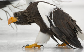 Stellers Sea Eagle Background HD Wallpapers 80033