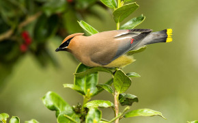 Waxwing Background HD Wallpapers 75986