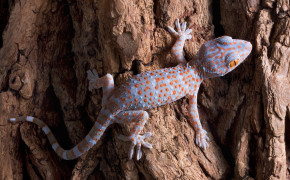 Tokay Gecko Wallpaper 3840x2400 82589