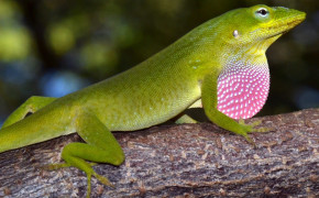 Anole HD Wallpapers 73850