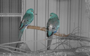 Red Rumped Parrot Wallpapers Full HD 78395